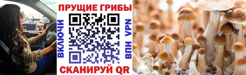 мега вход Гороховец Псилоцибиновые грибы Magic Shrooms